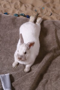 pet-massage-bunny