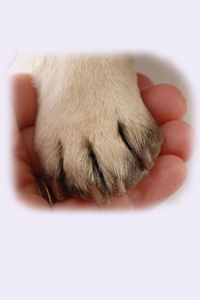 Dog Paw Reflexology Chart